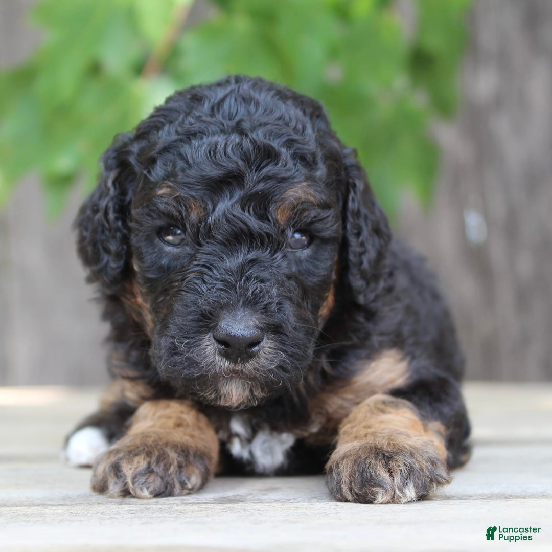 Standard Poodle dogs for sale: Standard Poodle 8 puppies - Image 11
