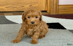 Maltipoo dogs for sale: Larry - Image 9