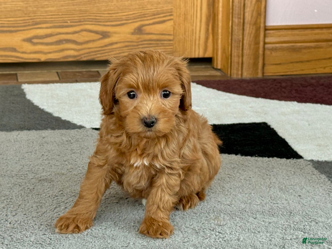 Maltipoo dogs for sale: Larry - Image 9