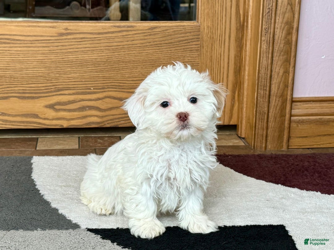 Lhasa Apso dogs for sale: Honey - Image 1