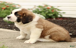 Saint Bernard dogs for sale: Casey - Image 3