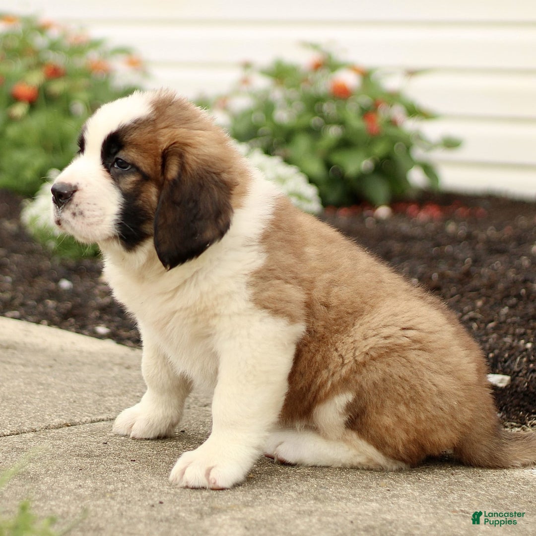 Saint Bernard dogs for sale: Casey - Image 3