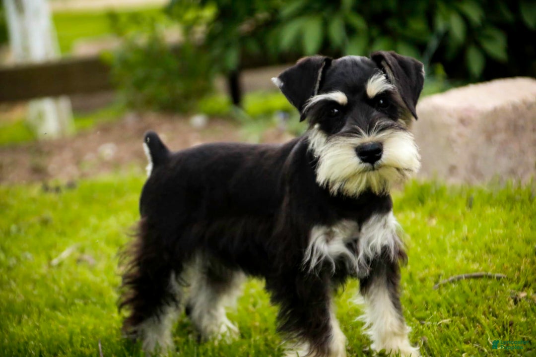 Miniature Schnauzer dogs for sale: Cinderella - Image 13