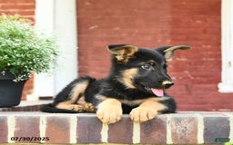 German Shepherd dogs for sale: Max - Image 4