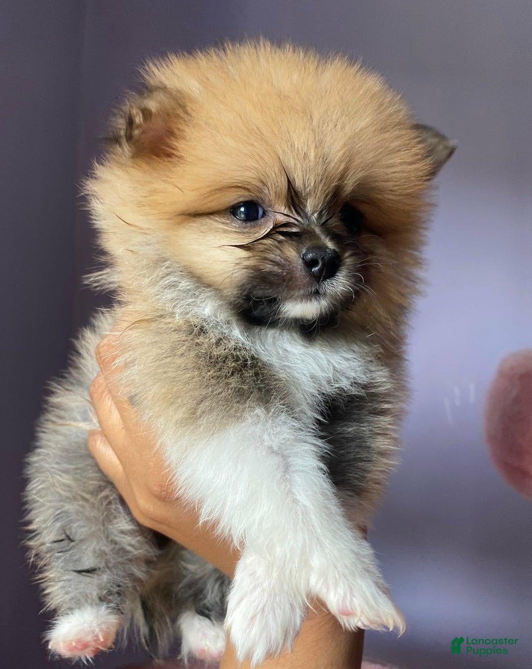 Pomeranian dogs for sale: Lena - Image 6