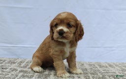 Cocker Spaniel dogs for sale: Summer - Image 2