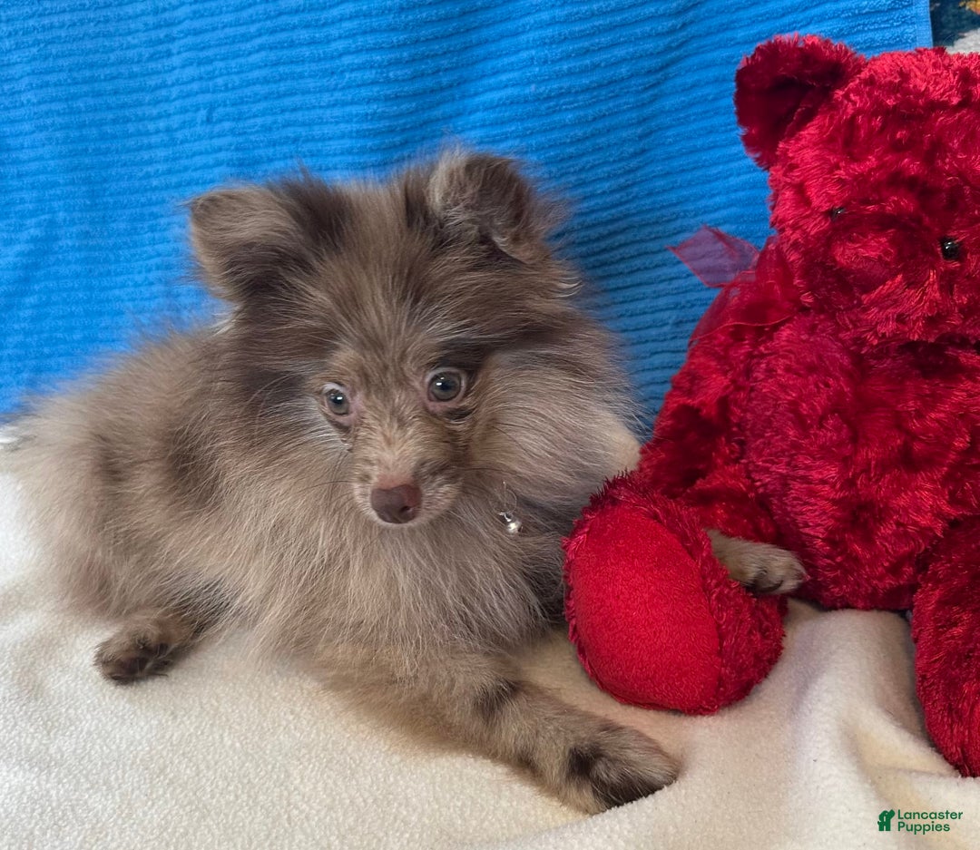 Pomeranian dogs for sale: Dusty - Image 3