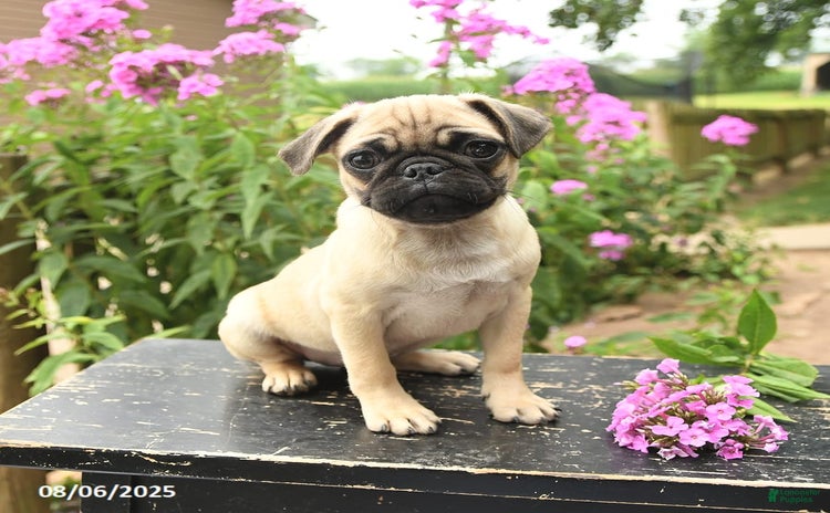 Pug dogs for sale - Ad 5
