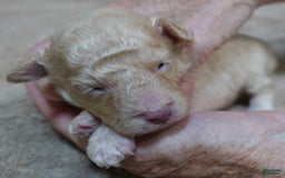 Toy Poodle dogs for sale: Zylo - Image 8