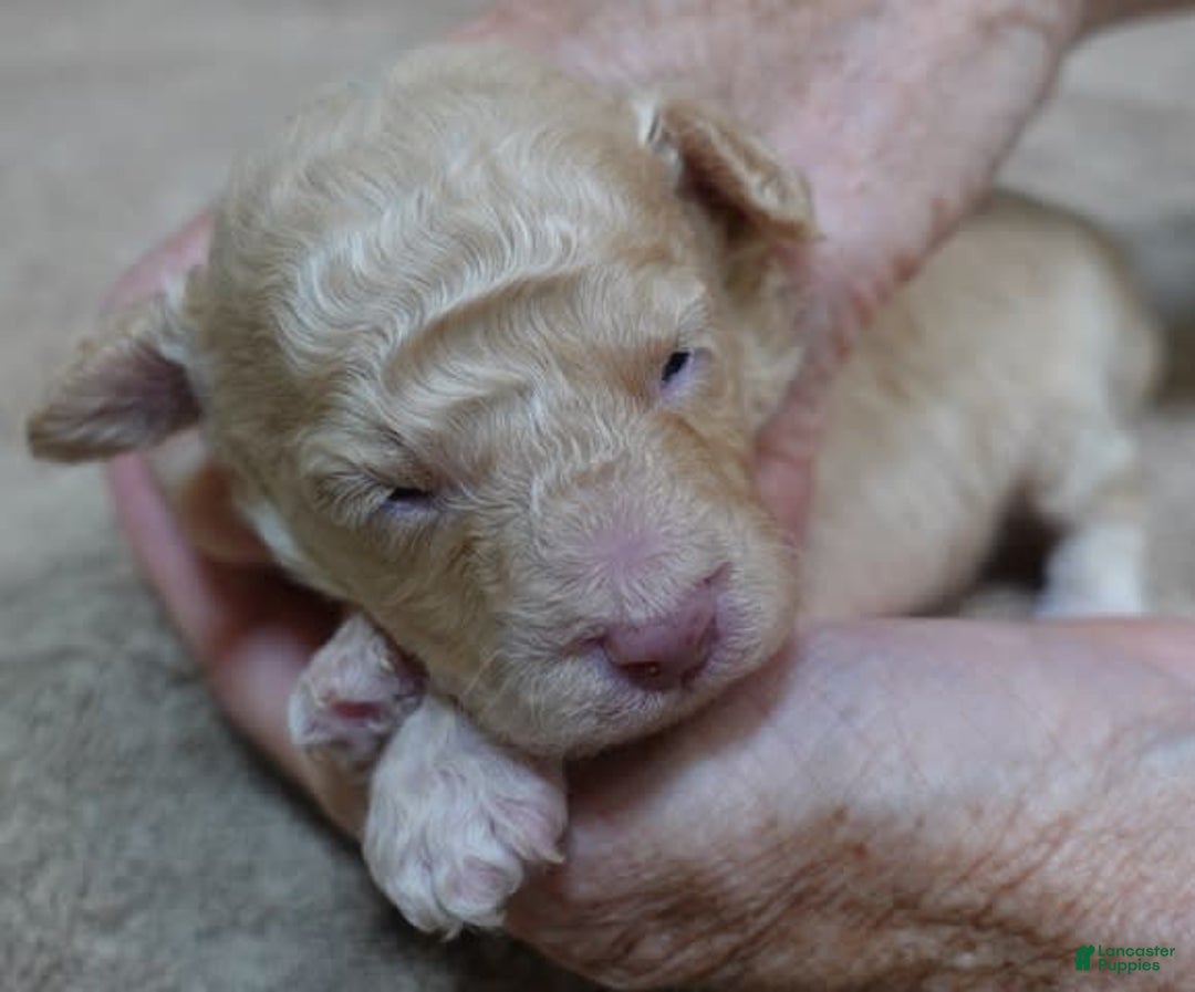 Toy Poodle dogs for sale: Zylo - Image 8