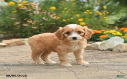Cavapoo dogs for sale: Asia - Image 2