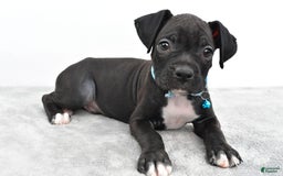 Boxer dogs for sale: Rexton - Image 2