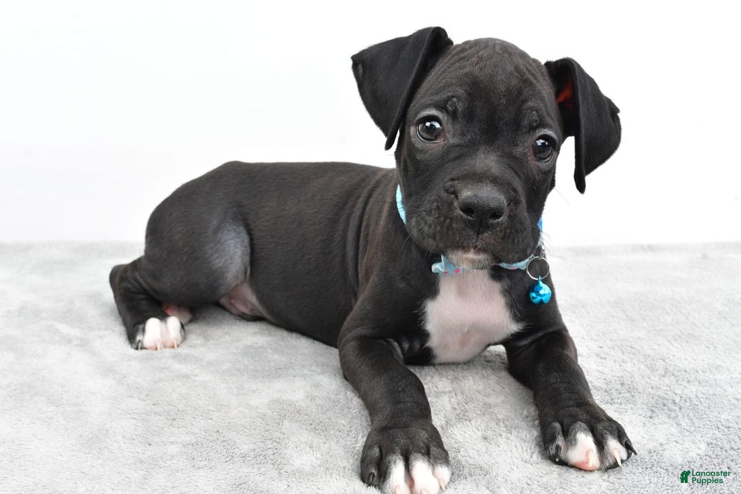 Boxer dogs for sale: Rexton - Image 2