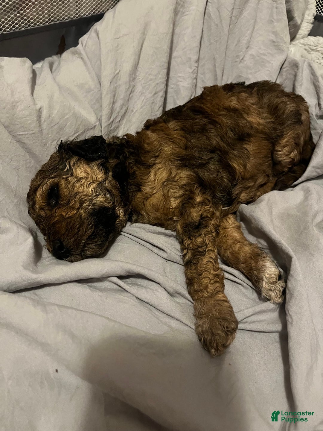 Standard Poodle dogs for sale: Alda - Image 8