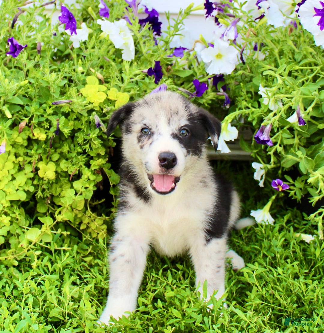 Australian Shepherd dogs for sale: Australian Shepherd 8 puppies - Image 6