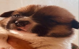 Welsh Corgi Pembroke dogs for sale: Red Boy - Image 16