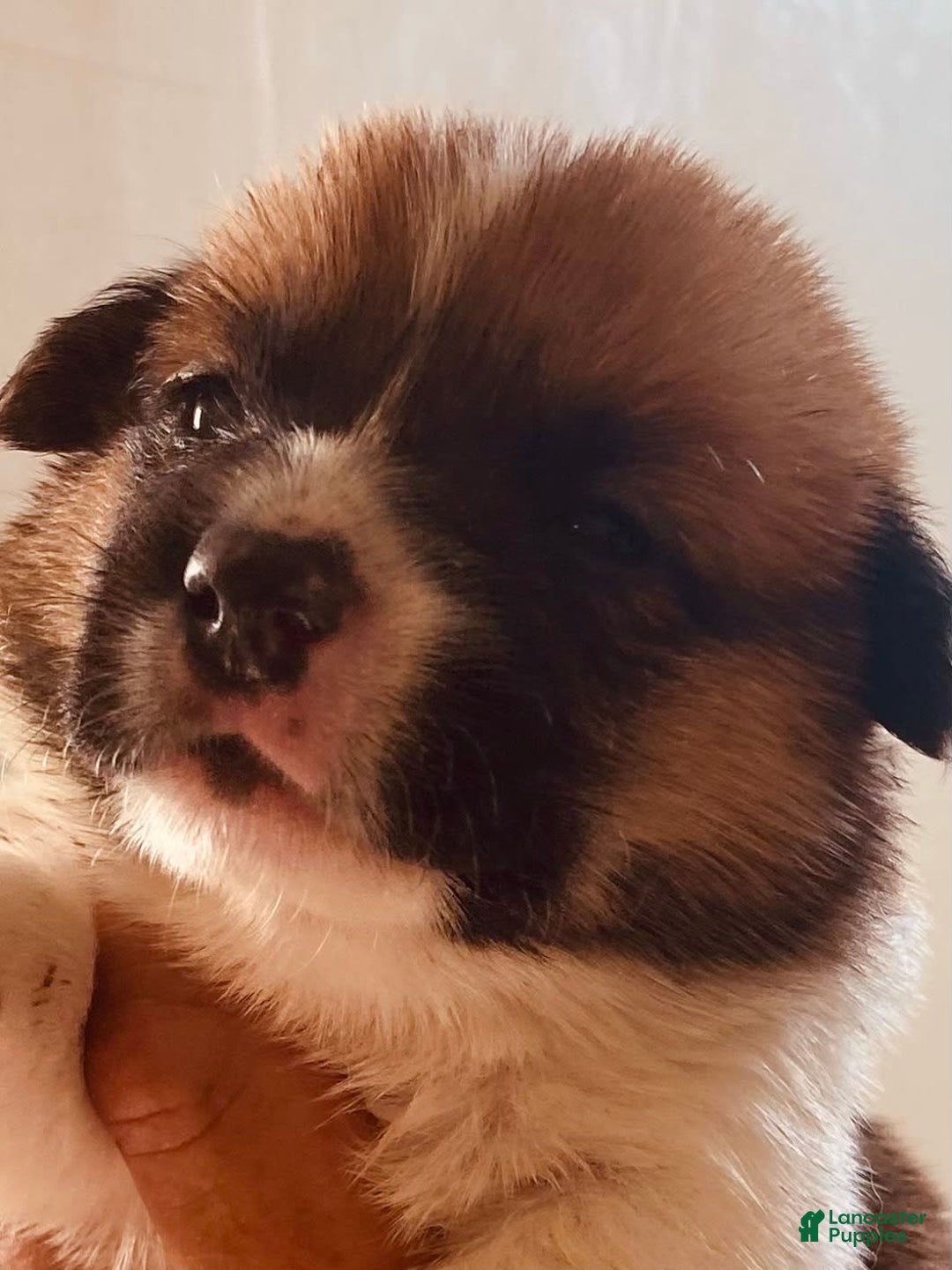 Welsh Corgi Pembroke dogs for sale: Red Boy - Image 16
