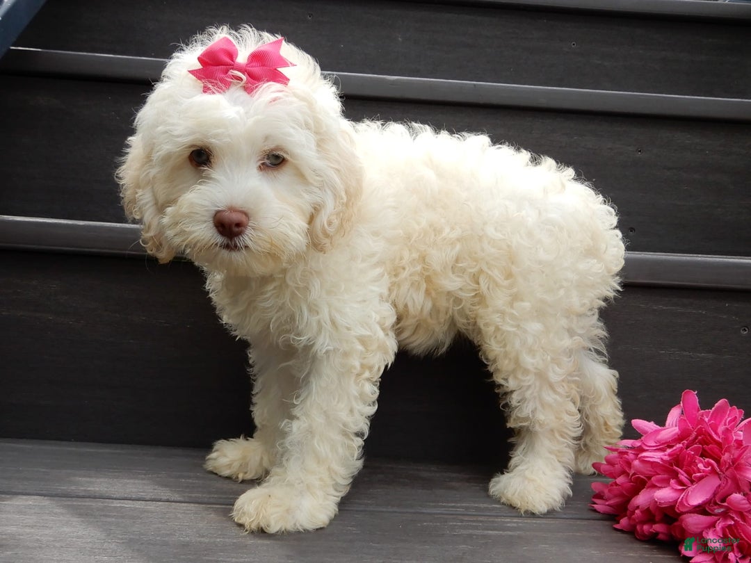 Cockapoo dogs for sale: Juliet - Image 6