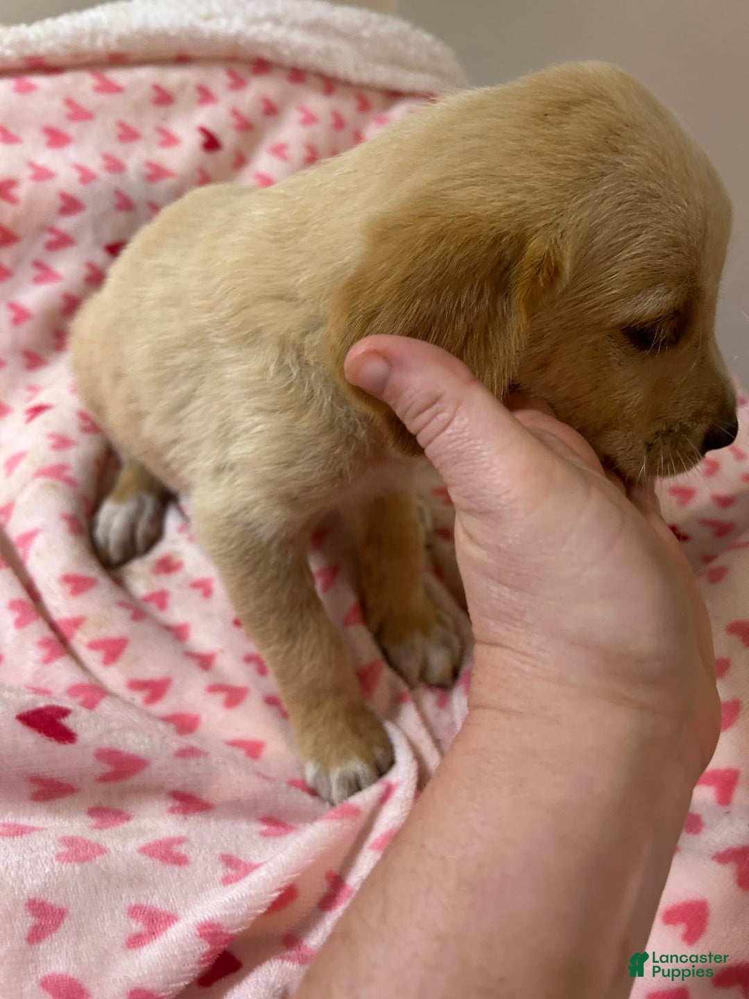 Goldador dogs for sale: Daisy - Image 3