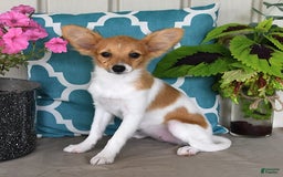 Papillon dogs for sale: Melody - Image 2