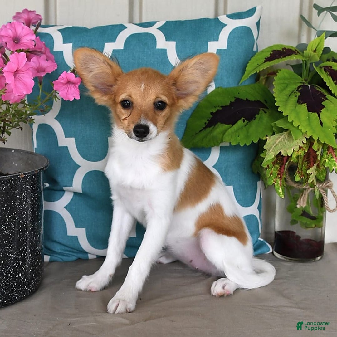 Papillon dogs for sale: Melody - Image 2
