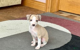 Italian Greyhound dogs for sale: Jj - Image 3