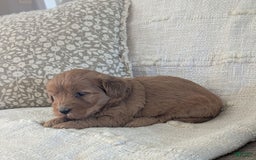 Mini Goldendoodle dogs for sale: F1b Leo - Image 7
