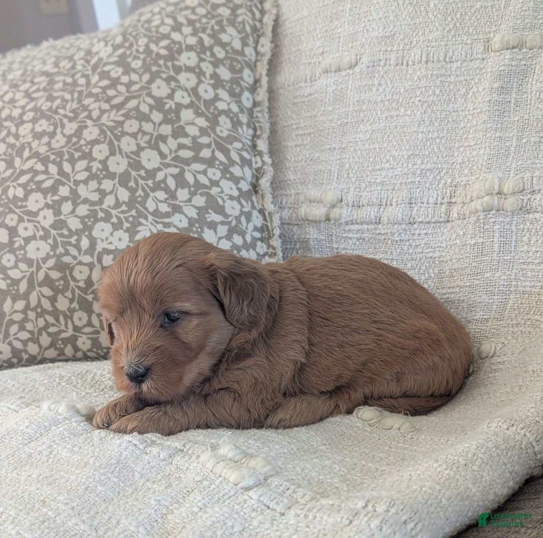 Mini Goldendoodle dogs for sale: F1b Leo - Image 7