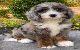 Mini Bernedoodle dogs for sale: 💙 Boston Ma 💙 Mini Bernedoodle - Image 14