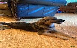Keeshond dogs for sale: Winnie - Image 4