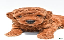 Miniature Poodle dogs for sale: Archie - Image 5