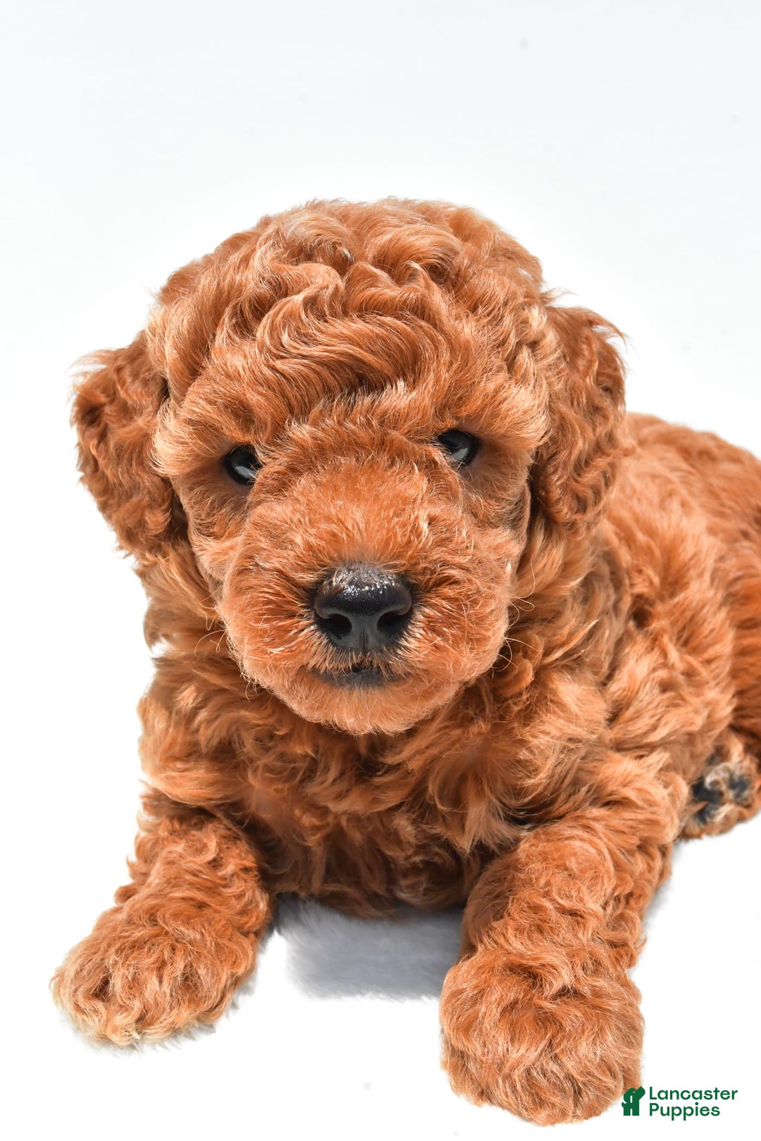 Miniature Poodle dogs for sale: Archie - Image 5
