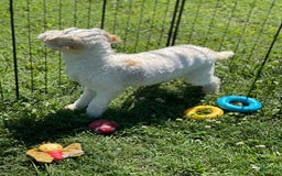 Cavapoo dogs for sale: Puppy 67 - Image 2