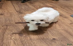 Cavachon dogs for sale: Destin - Image 4