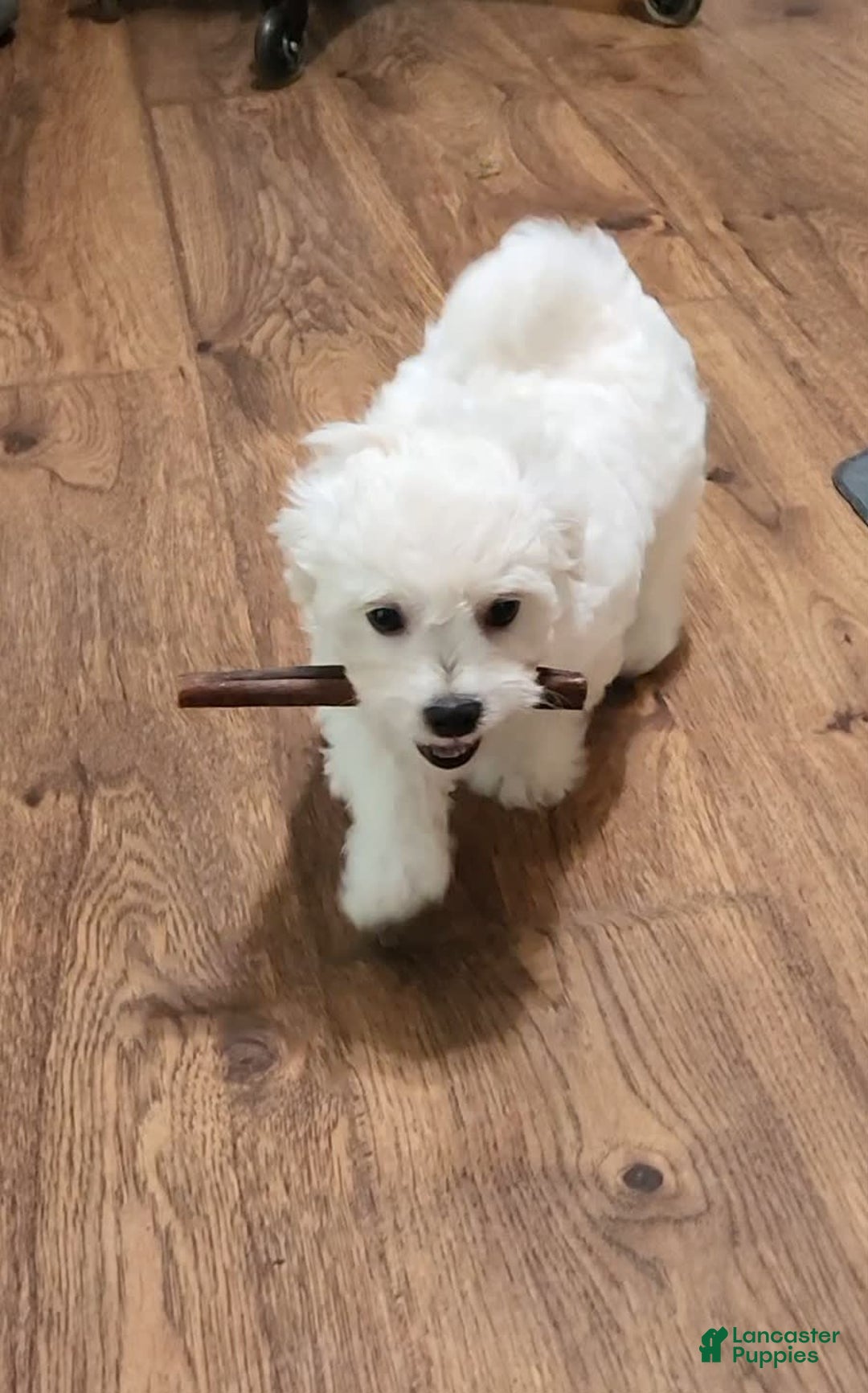 Cavachon dogs for sale: Destin - Image 4