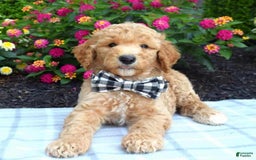 Standard Poodle dogs for sale: Duke - Image 4