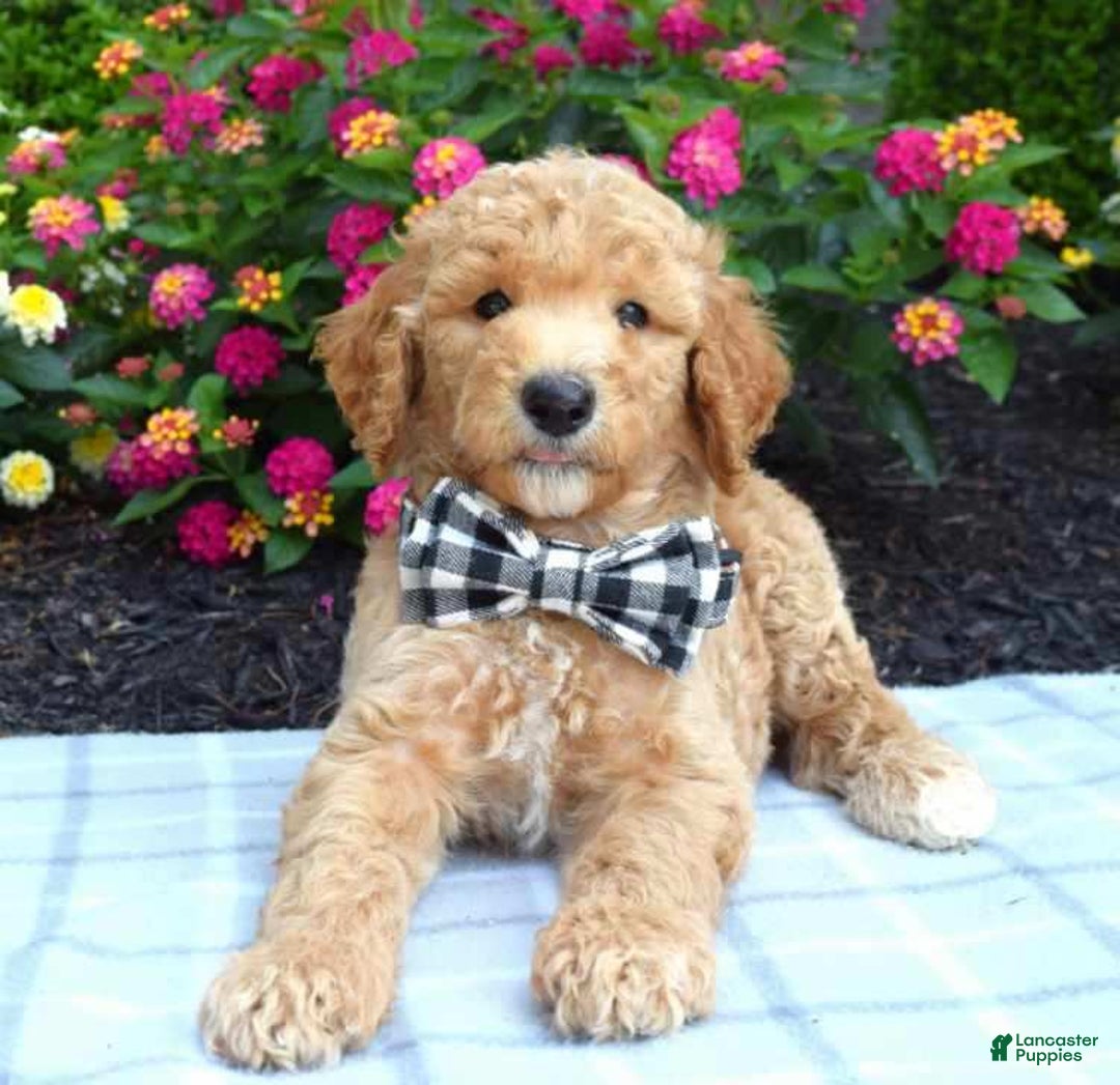 Standard Poodle dogs for sale: Duke - Image 4