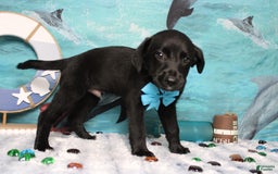 Labrador Retriever dogs for sale: Obsidian - Image 22