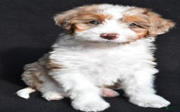 Mini Aussiedoodle dogs for sale: Julia - Image 1