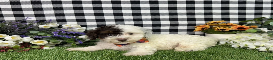 Patch