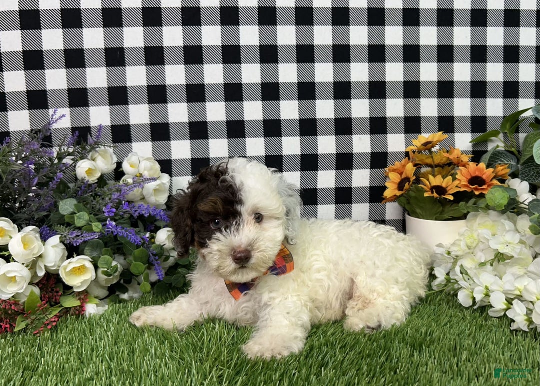 Maltipoo dogs for sale: Patch - Image 2