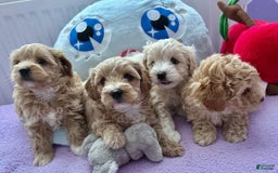 Maltipoo dogs for sale: Mario - Image 2