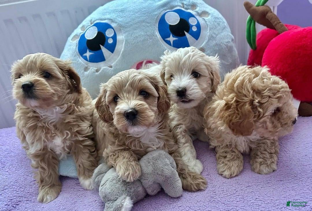 Maltipoo dogs for sale: Mario - Image 2