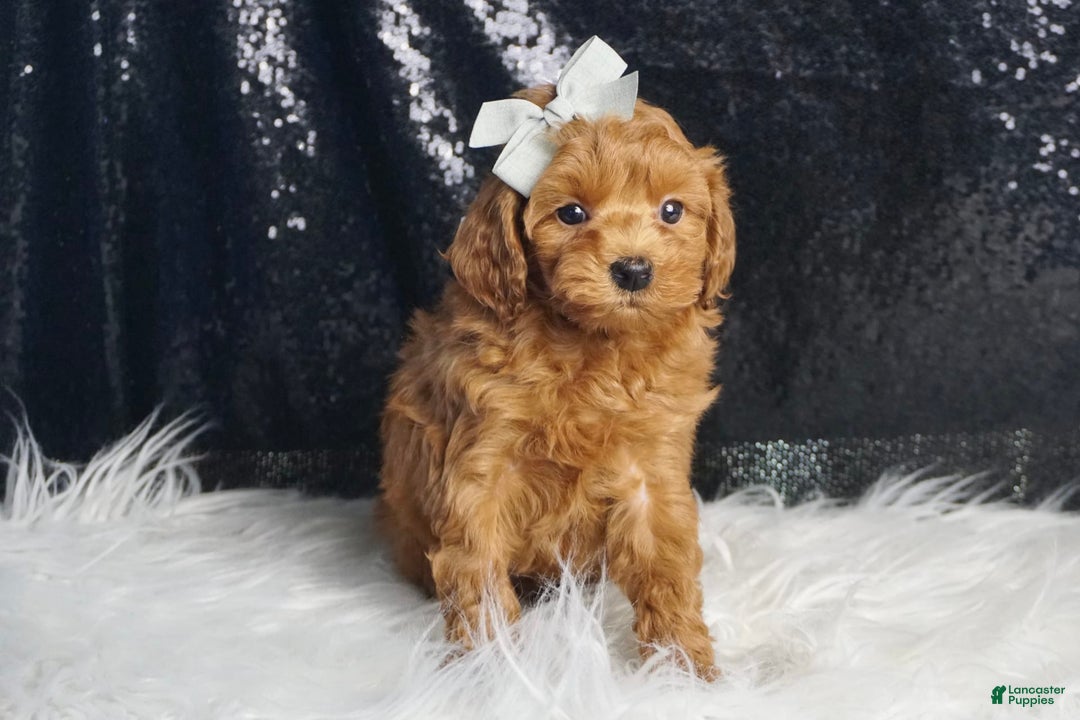Maltipoo dogs for sale: Maltipoo 2 puppies - Image 7