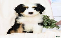 Mini Bernedoodle dogs for sale: Dawn - Image 6