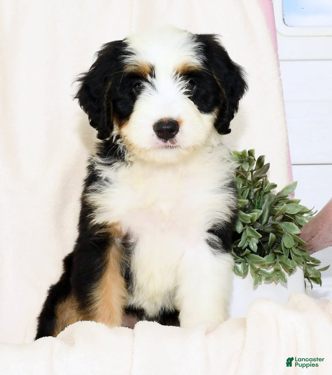 Mini Bernedoodle dogs for sale: Dawn - Image 6