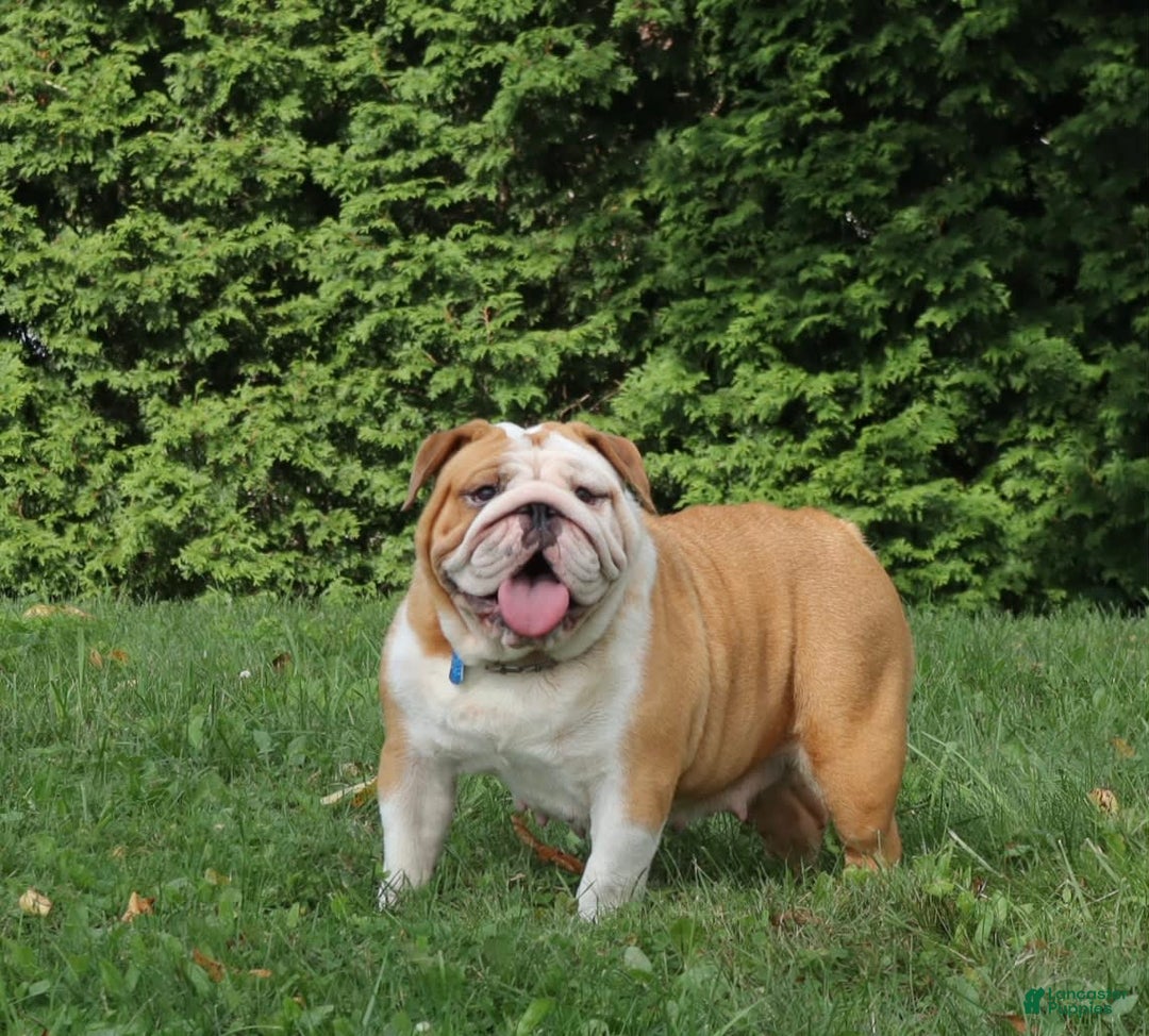 English Bulldog dogs for sale: Wiggles - Image 10
