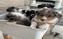 Australian Shepherd dogs for sale: Dakota - Image 1