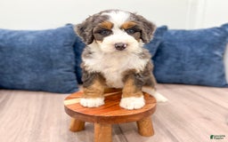 Mini Bernedoodle dogs for sale: Luna - Image 8