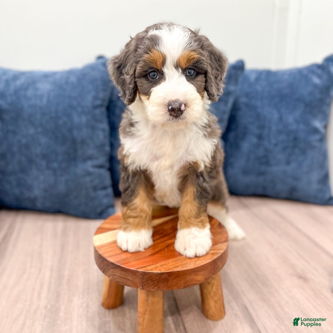 Mini Bernedoodle dogs for sale: Luna - Image 8